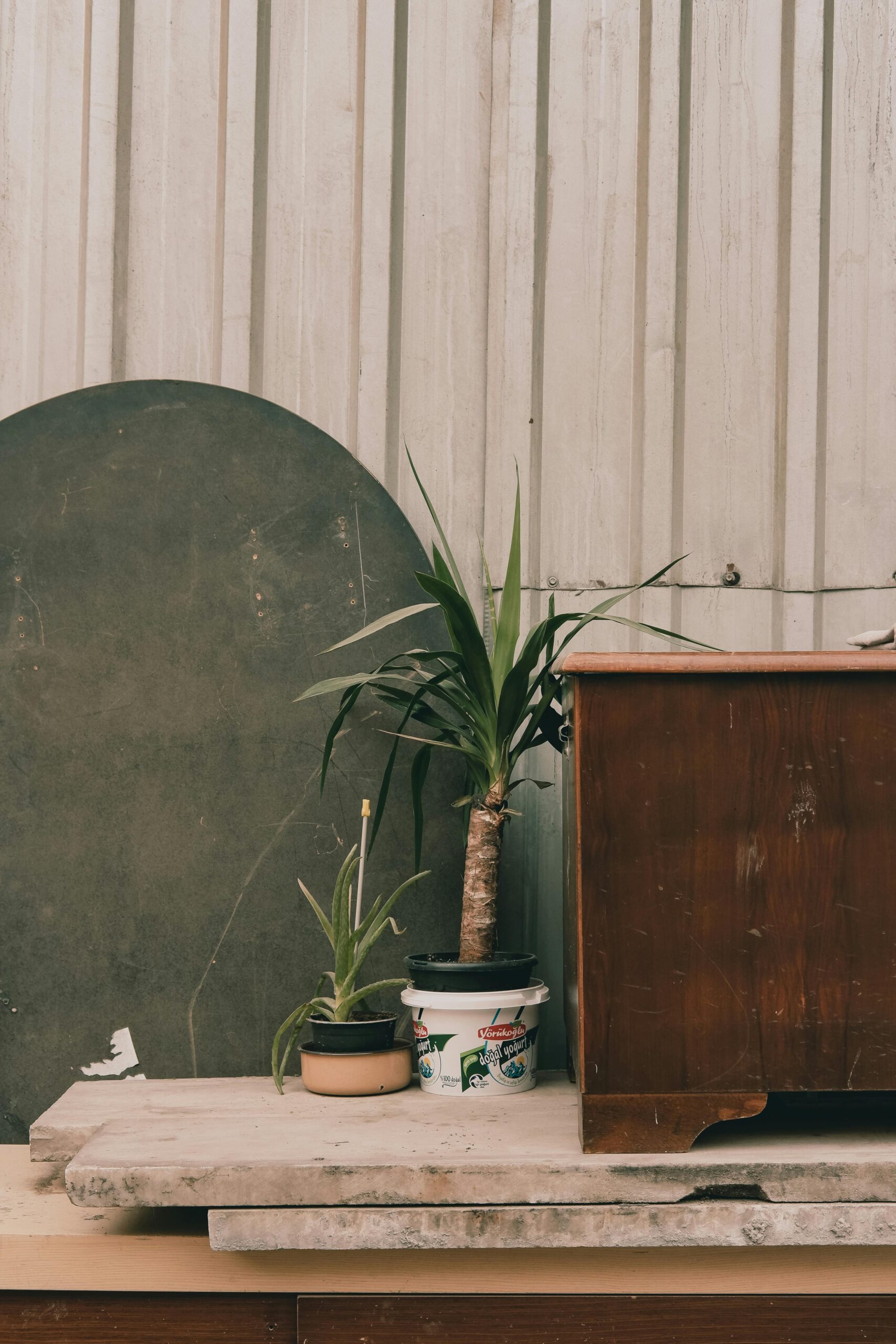 A rustic interior scene featuring vintage furniture and potted yucca plant against a weathered wall.
