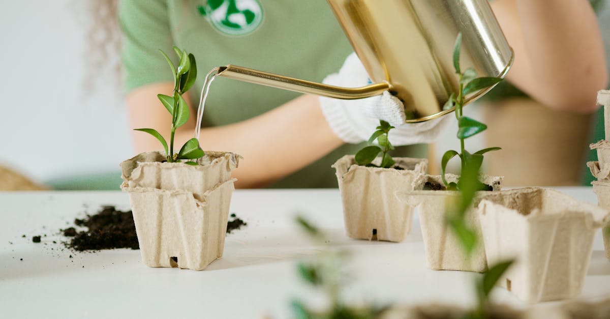 Person watering young plants in eco-friendly recycled pots for sustainable gardening.